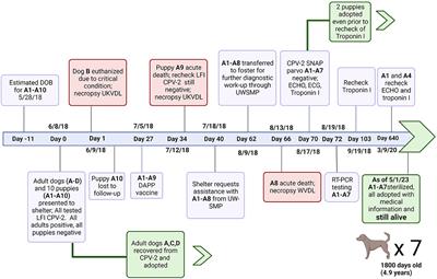 Case report: Long-term survival in puppies assessed with echocardiography, electrocardiography and cardiac troponin I after acute death in littermates due to parvoviral myocarditis